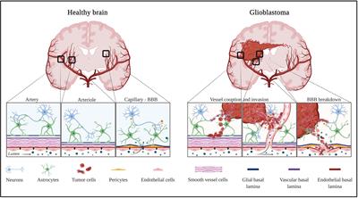 The Normal and Brain Tumor Vasculature: Morphological and Functional Characteristics and Therapeutic Targeting